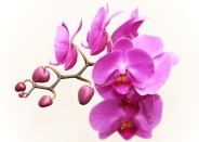 orchid-2265587_1920